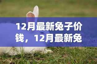 12月最新兔子价格概览及分析，市场走势与影响因素解析