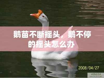 夫妻本是同